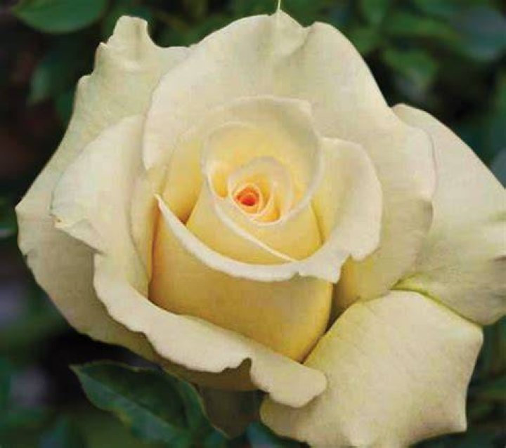 Delicate Beauty PaigeNicoleWoolen