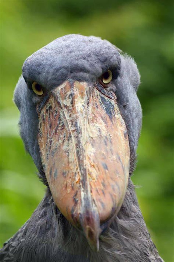 &lsquo;The Most Terrifying Bird in the World&rsquo; Shoebill Stork Stands Up to